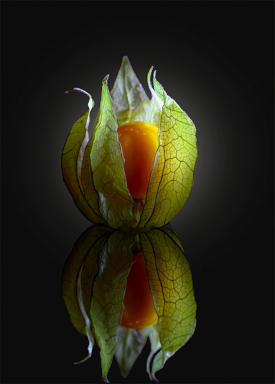 24 P Physalis Helmut Wilflingseder